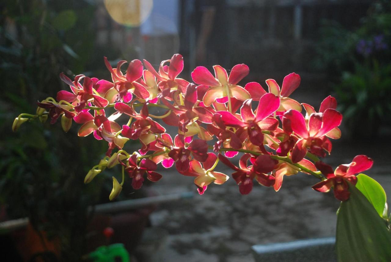 Villa Orchid Garden Riverside Хой Ан Екстериор снимка