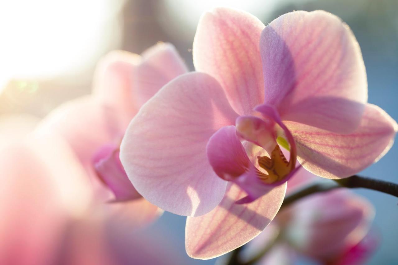 Villa Orchid Garden Riverside Хой Ан Екстериор снимка